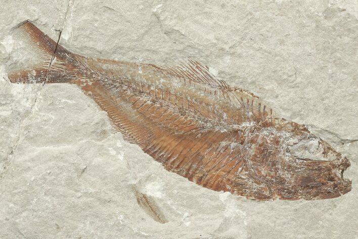 Cretaceous Fossil Fish (Armigatus) - Lebanon #70324